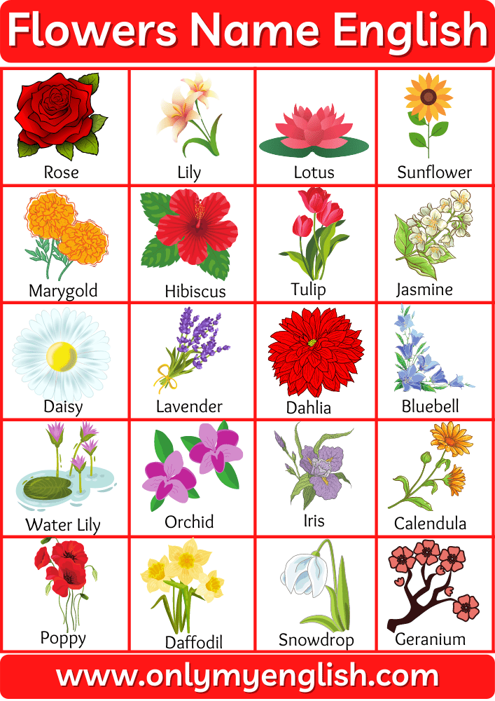 List of All Flowers Name in English with Pictures