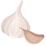 garlic vegetable