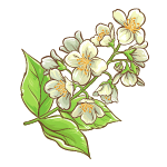 jasmine flowers name
