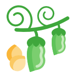 lentil vegetable