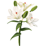 lily flower