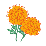 marigold flowers name