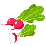 radish vegetable
