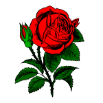 rose flower