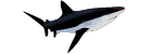 shark