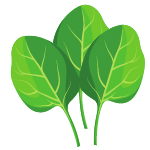 spinach vegetable