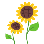 sunflower flower