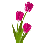 tulip flower