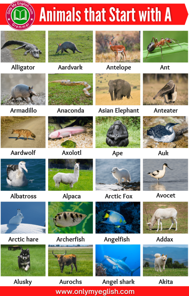 Animals that Start with A