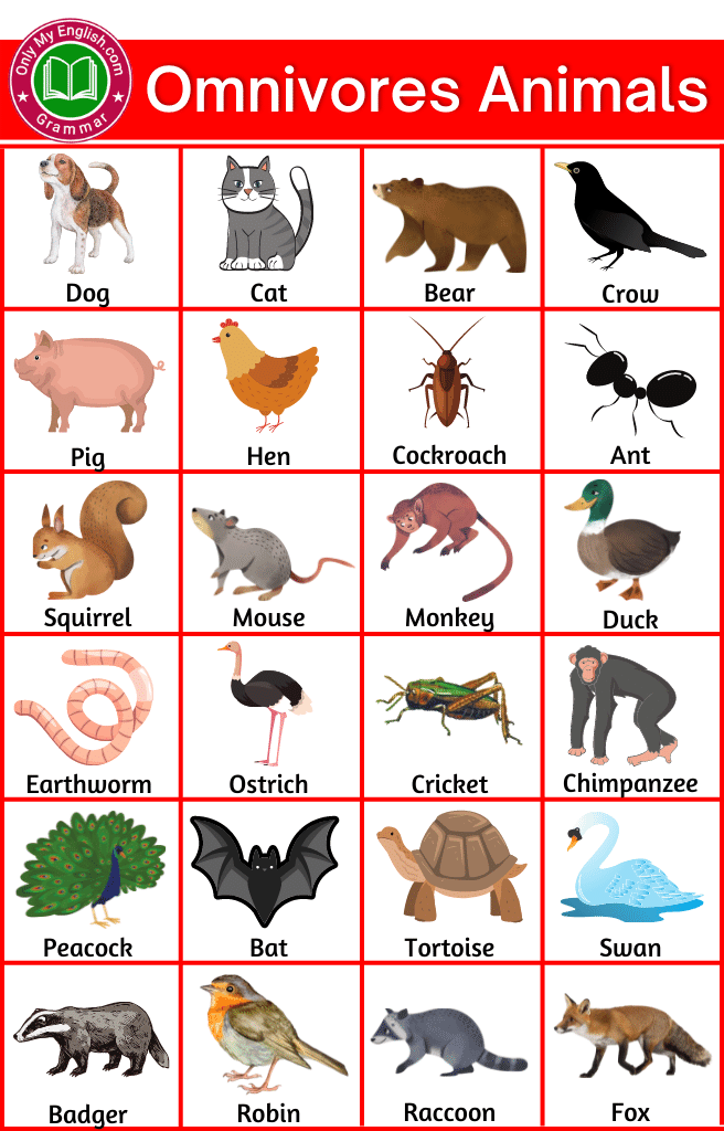 Omnivorous Animals Name