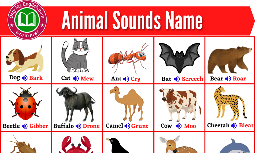 Top 124 Wild Animals Sounds And Pictures Merkantilaklubben