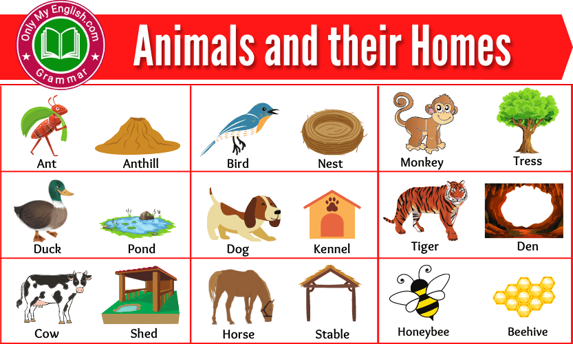 100+ Animals and their Homes | Animals Home Name
