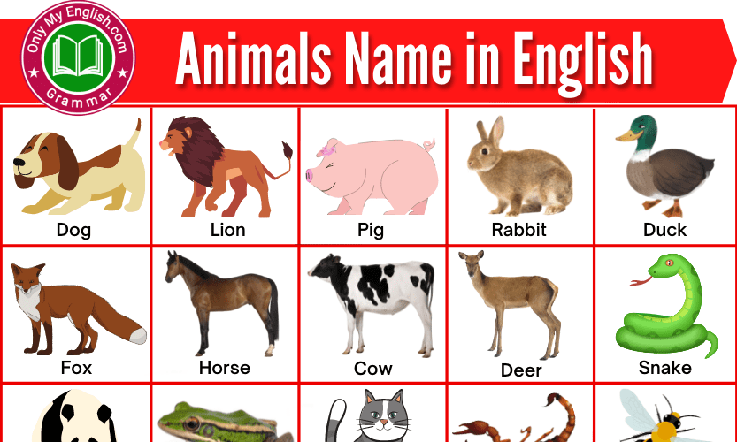 50+ Animals Name in English with Pictures