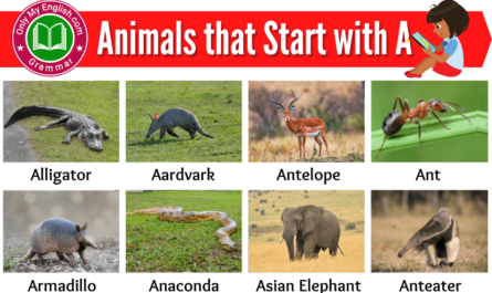 animals names that start with a