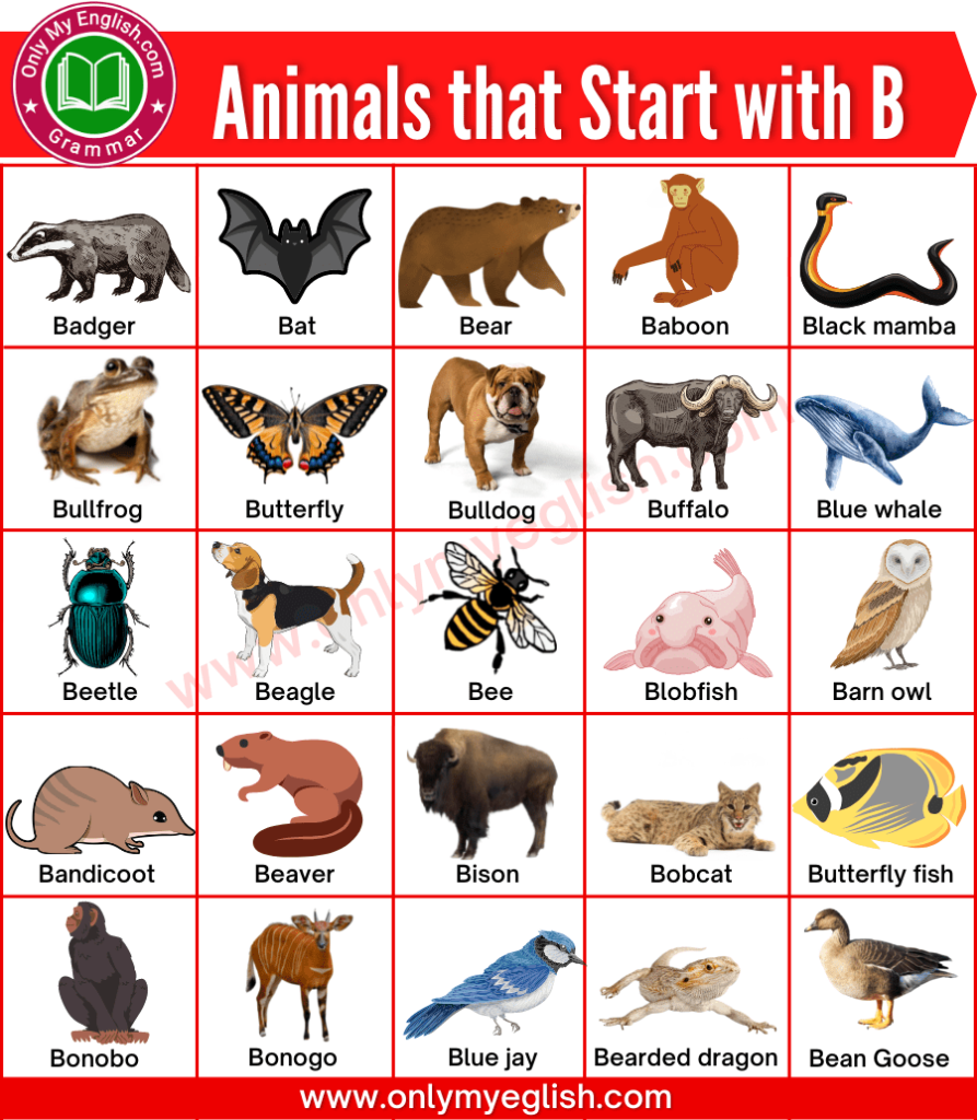 animals that start with b, animals that beginning with b