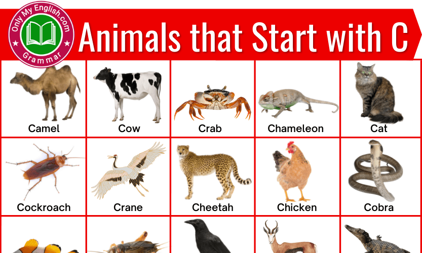 Animals that Start with C | Animals Beginning with C » OnlyMyEnglish