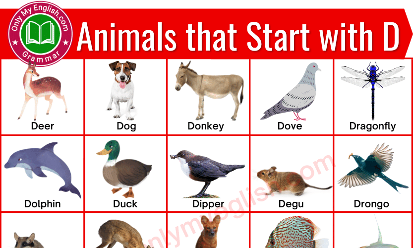 50+ Animals that Start with D | Animals beginning with D ...