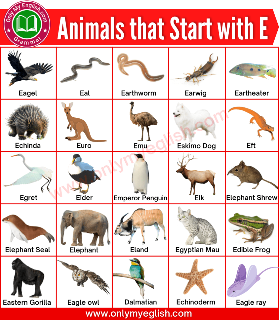 animals that start with e