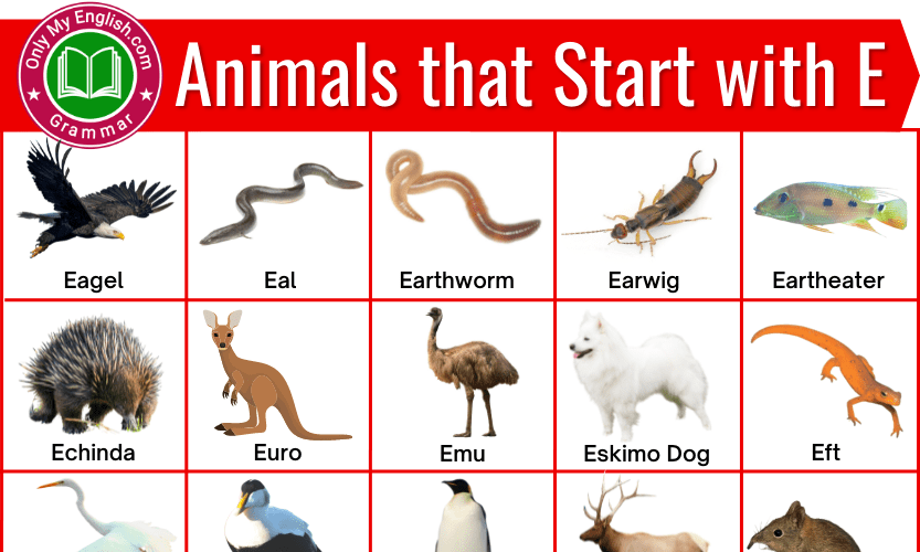 Animals that Start with E | Animals beginning with E » OnlyMyEnglish