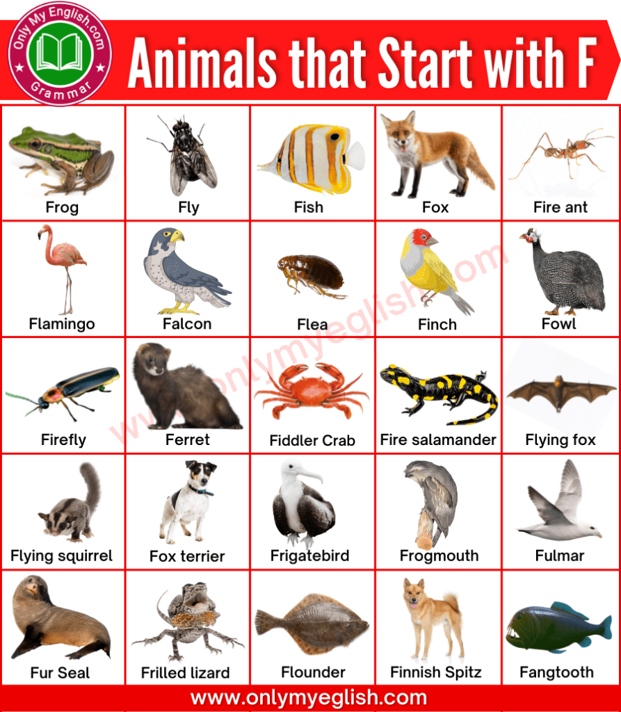 animals that start with f