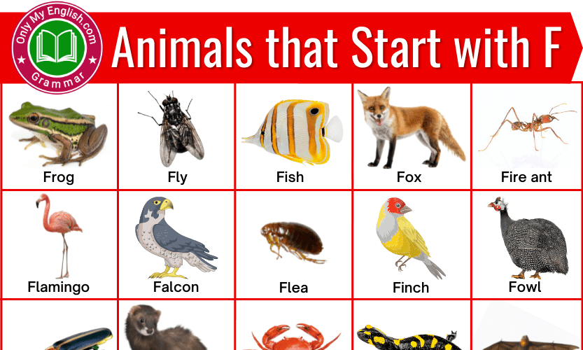 Animals that Start with F | Animals beginning with F » OnlyMyEnglish