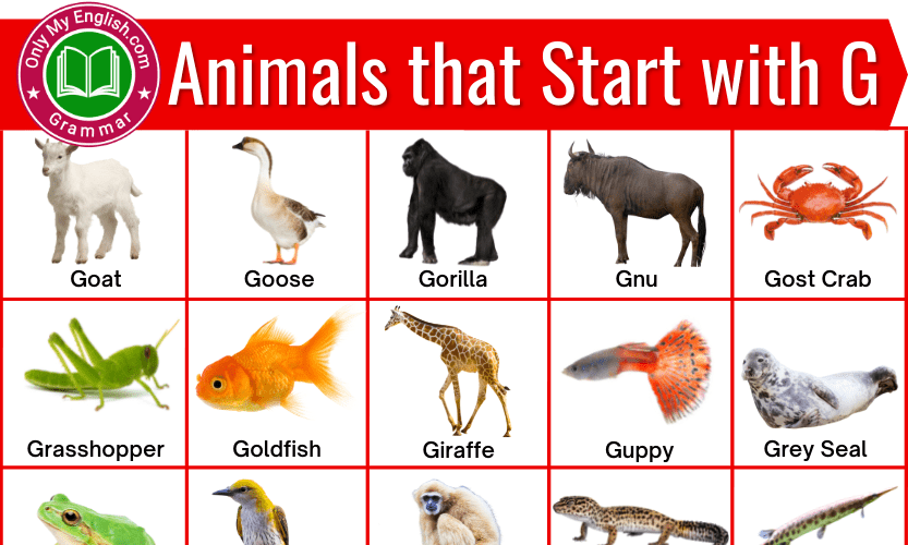 Animals that Start with G | Animals beginning with G » OnlyMyEnglish