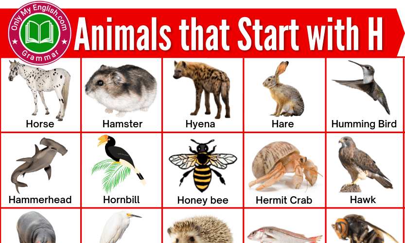 Animals that Start with H | Animals beginning with H » OnlyMyEnglish