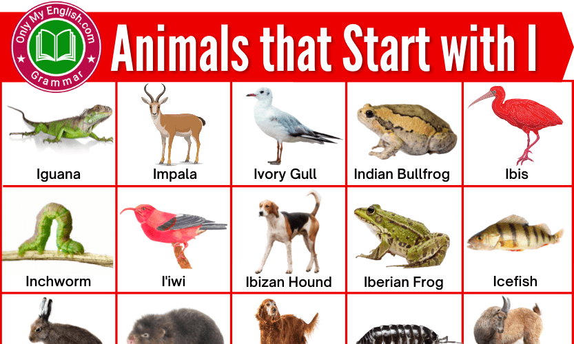 Animals that Start with I | Animals beginning with I » OnlyMyEnglish