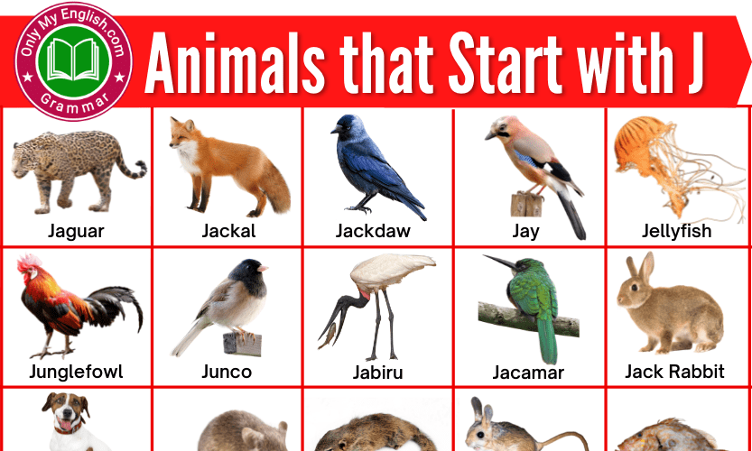 Animals that Start with J | Animals beginning with J » OnlyMyEnglish
