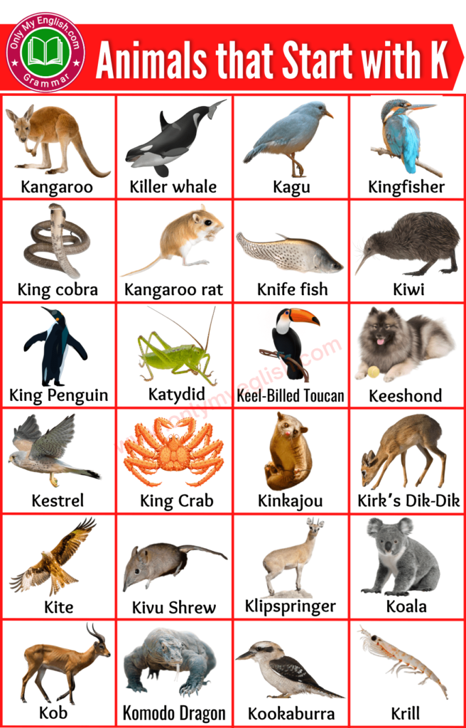 animals that start with k