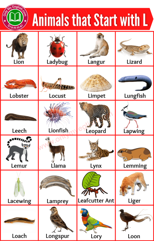 animals that start with l