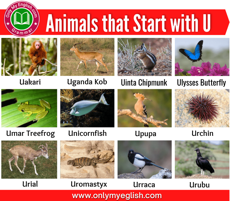 animals that start with letter u
