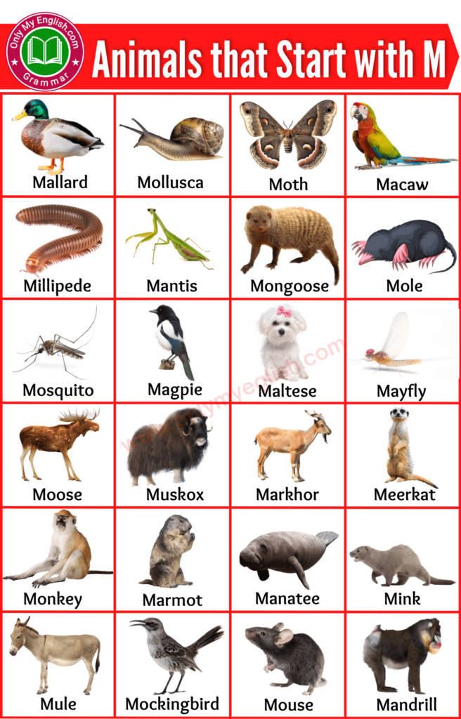 animals that start with m