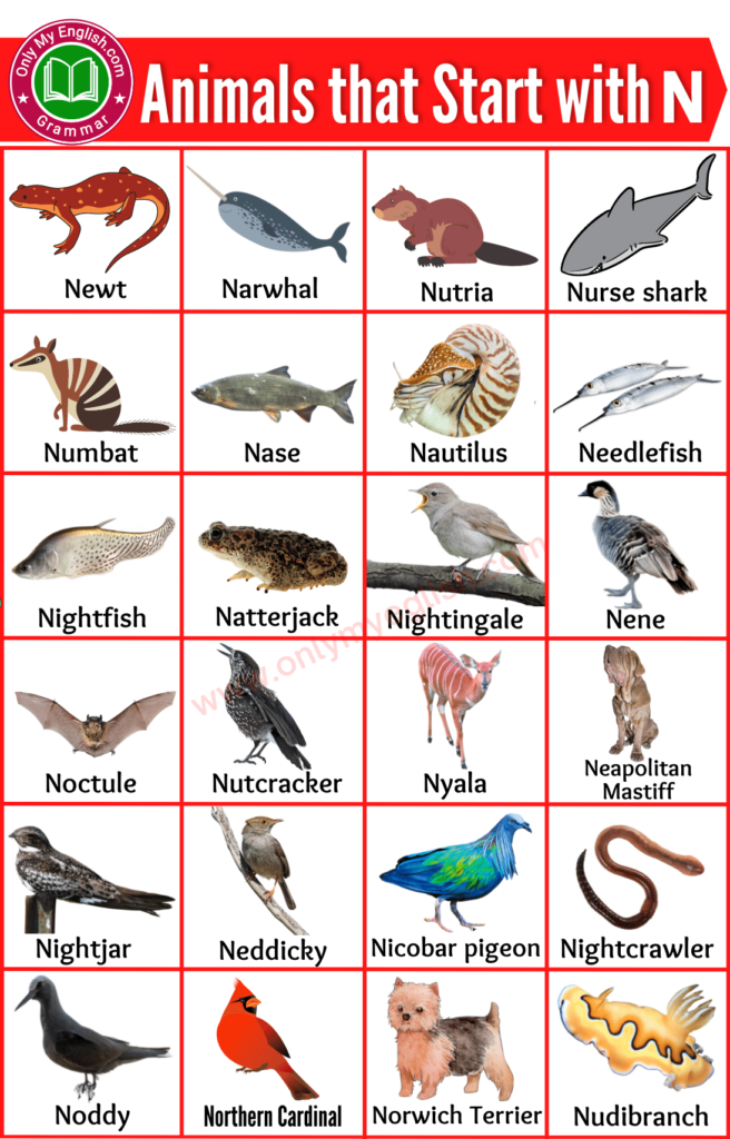 animals that start with n