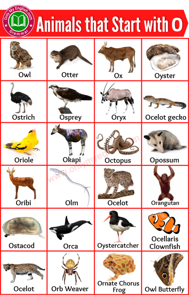 animals that start with o