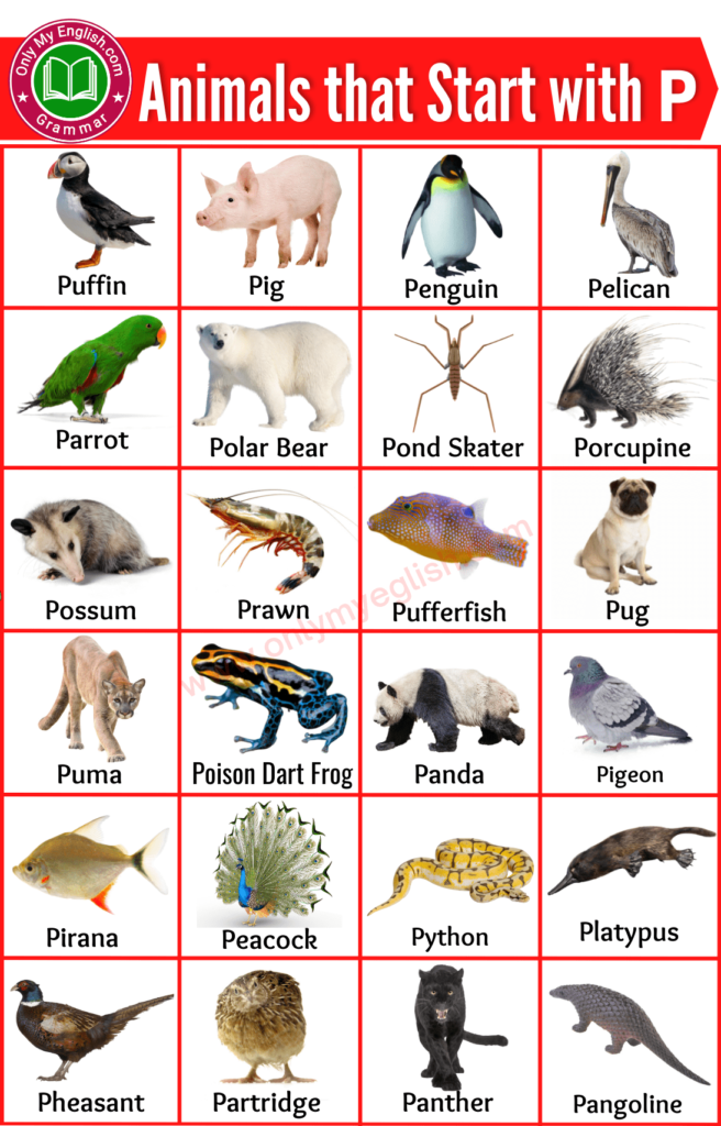 animals that start with p