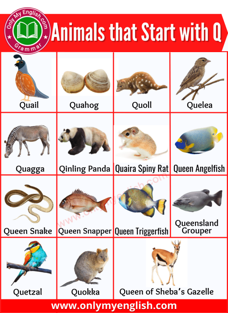animals that start with q