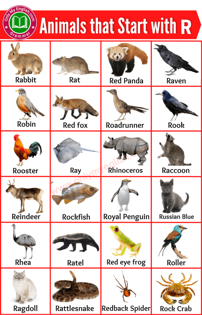 animals that start with r