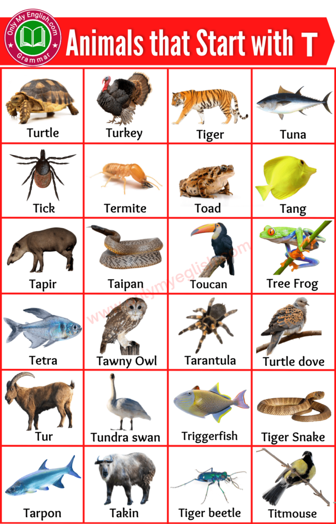 animals that start with t