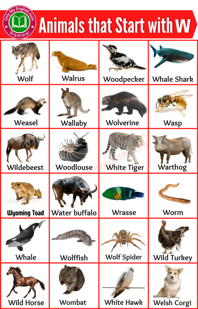 animals that start with s