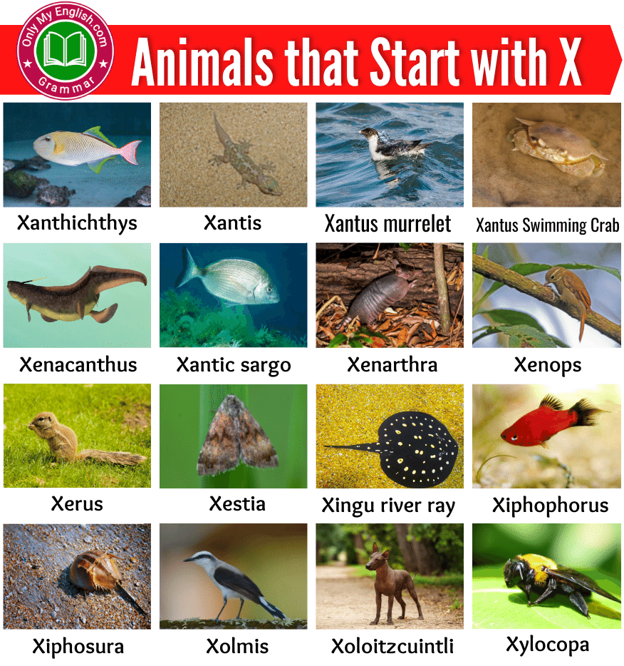animals that start with x