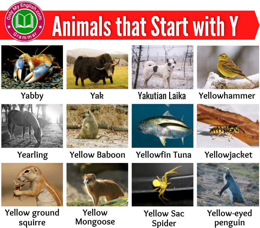 animals that start with y