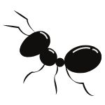 ant