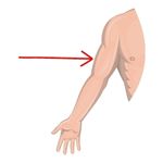 arm