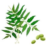 azadirachta indica