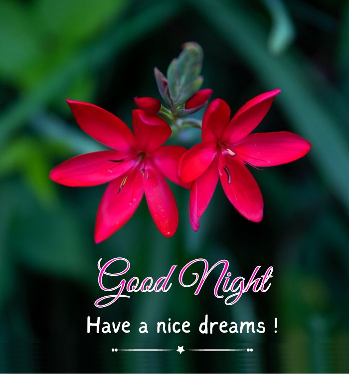 beautiful good night photo