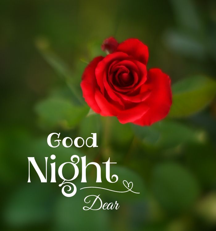 beautiful good night