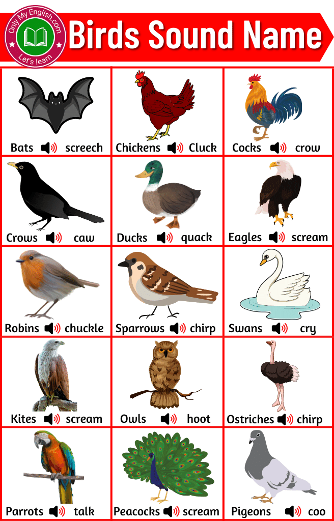 50-birds-and-their-sounds-birds-sound-name-onlymyenglish