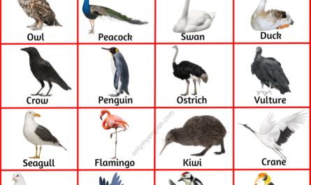 birds name in english