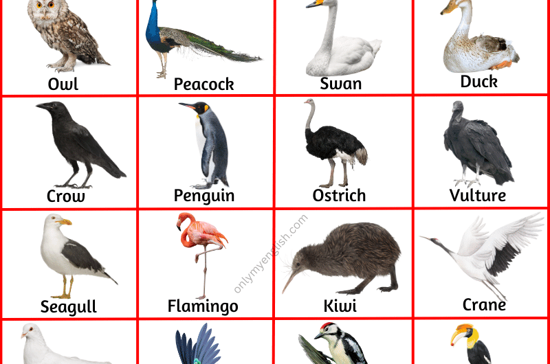 List of all Birds Name in English with Pictures